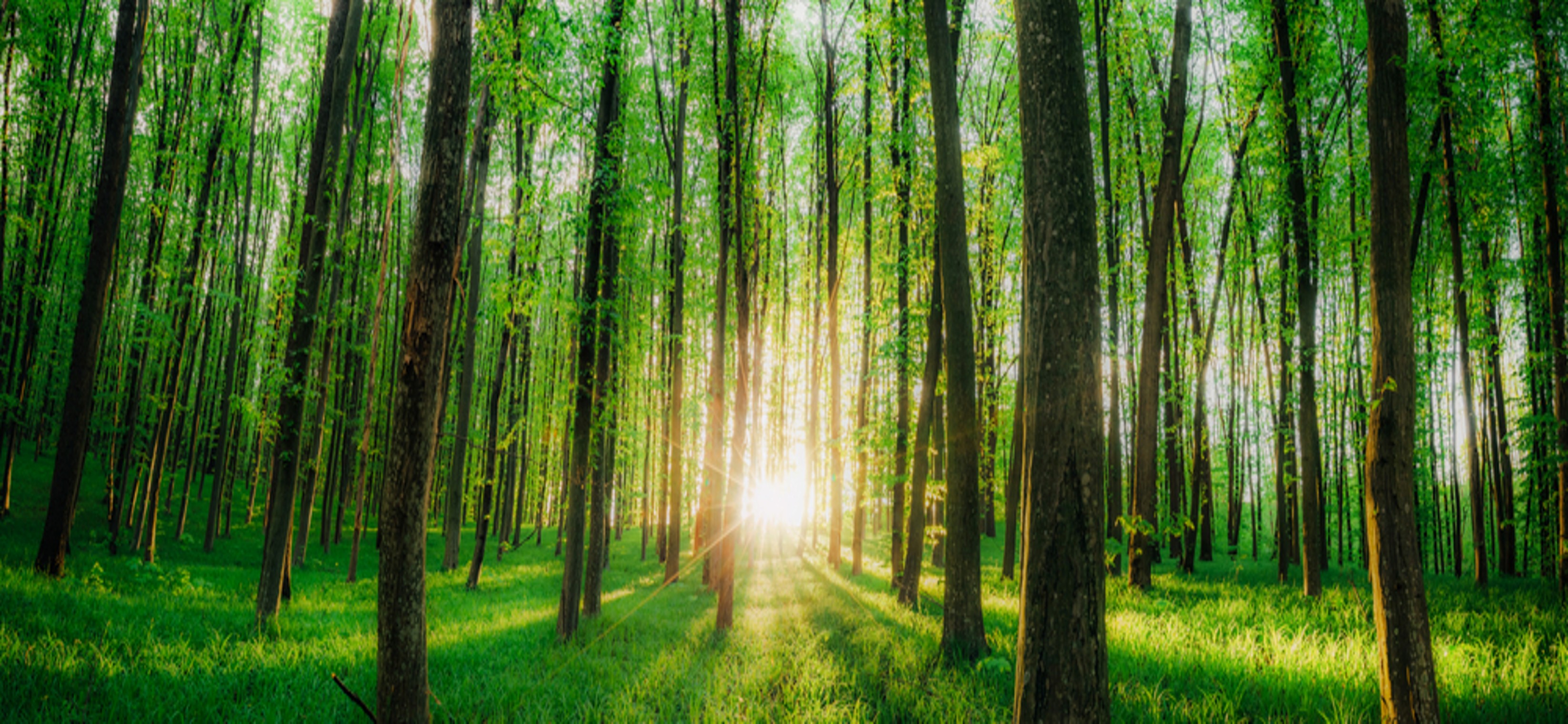 Light filtering through forest trees representing global diversification
