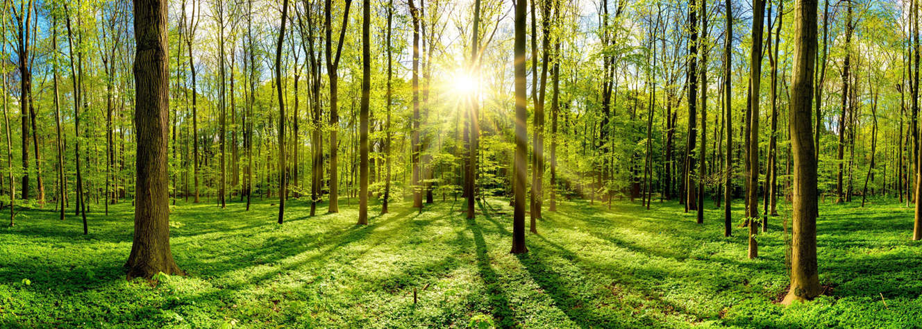 Sunlit forest — Timber Log ideas and investment insights